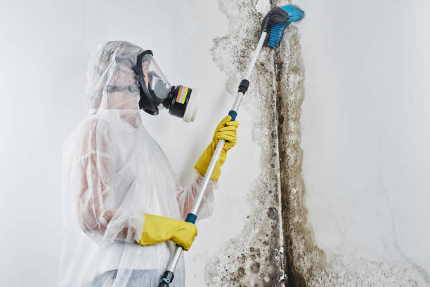 Best Emergency Mold Removal  in Roslyn, NY