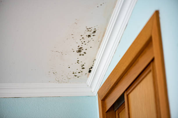 Best Toxic Mold Removal  in Roslyn, NY