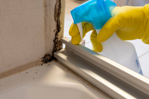 Best Professional Mold Removal  in Roslyn, NY