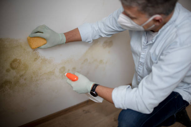 Best Home Mold Removal  in Roslyn, NY