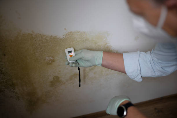 Best Home Mold Removal  in Roslyn, NY