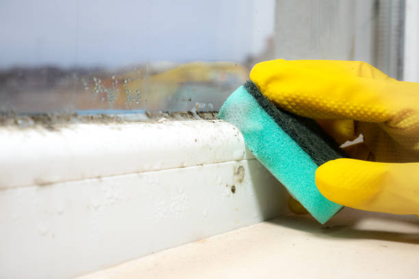 Best Affordable Mold Removal  in Roslyn, NY