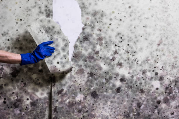Home Mold Removal in Roslyn, NY