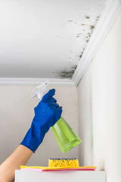 Crawl Space Mold Removal in Roslyn, NY
